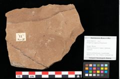 Foto (Objekt + Etikett) von Peridermium daphnes Ettingshausen (NHMW-GEO-2024-0188-0011)